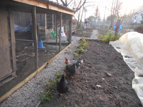 Os pais ajudaram a preparar o terreno num eco-sábado. As galinhas aproveitaram para esgravatar!